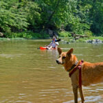 Dog-Friendly Activities to Enjoy in Charlottesville